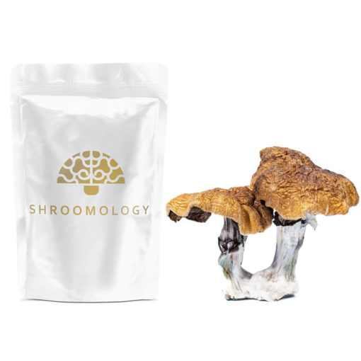 Shroomology Dried Shrooms
