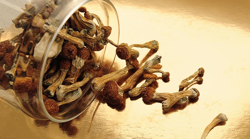 The Different Types of Magic Mushrooms