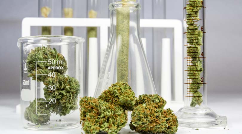 Learn About the Different Grades of Weed Quality